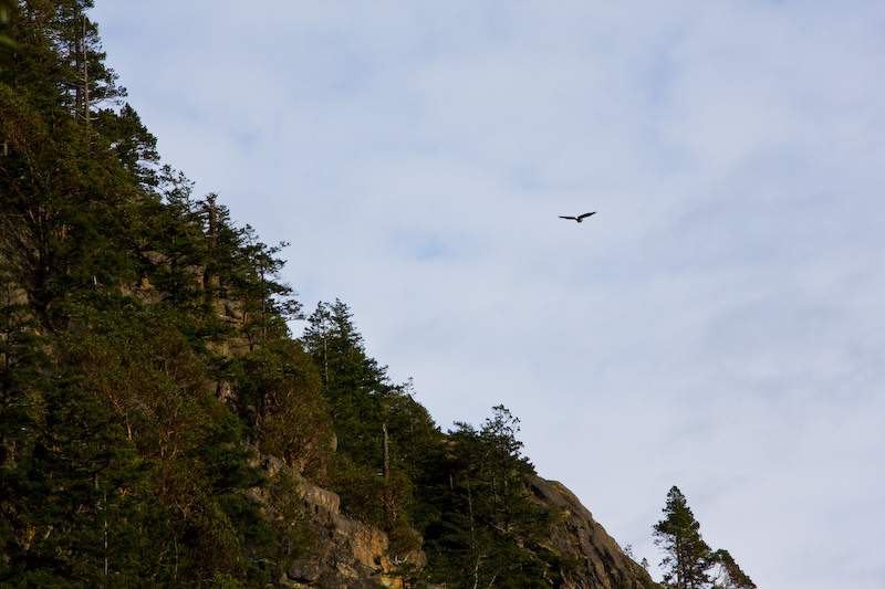 Bald Eagles In Flight